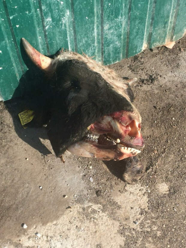 ФОТОФАКТ: головы убытых животных разбросаны по крымскому городу