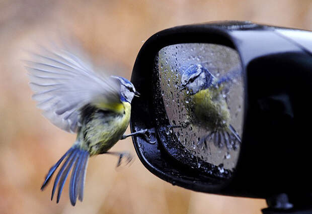 42. Птица и зеркало момент, фотография