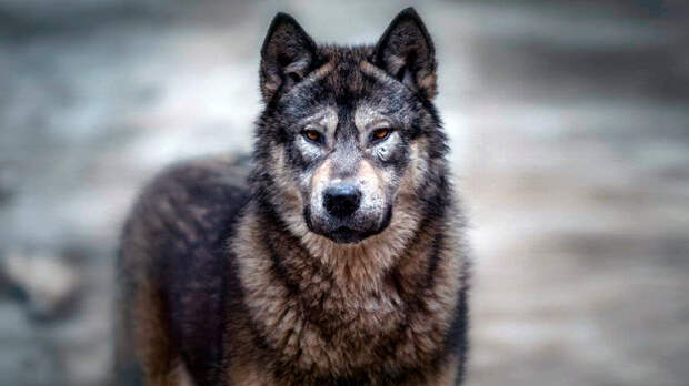 источник фото: krot.info