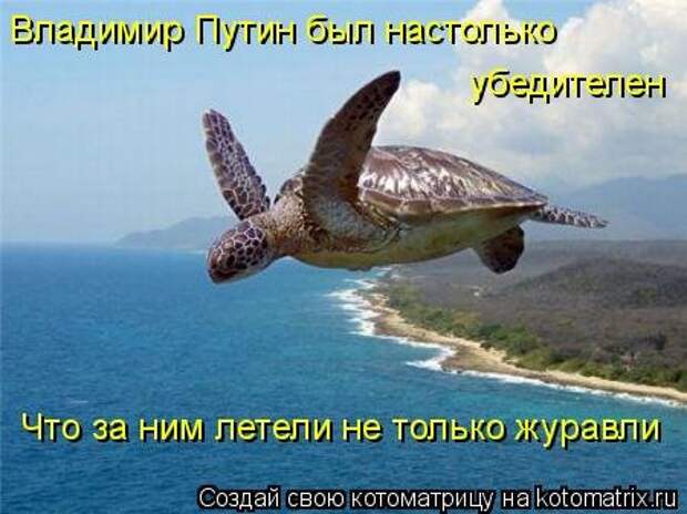 Воскресная котоматрица (16 шт)