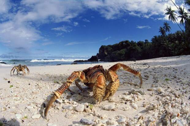 Coconutcrab19 Самый крупный представитель членистоногих, кокосовый краб!