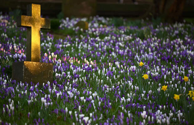 Весенние цветы зацветают на кладбище в Натсфорде, Англия