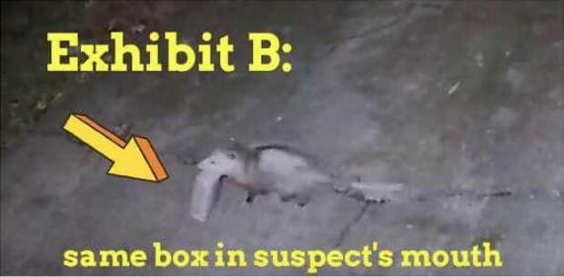 опоссум ворует посылку