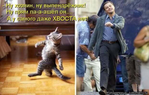 Лучшие котоматрицы недели (50 фото)