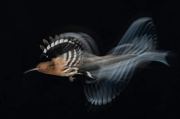 Победители фотоконкурса Bird Photographer of the Year 2020