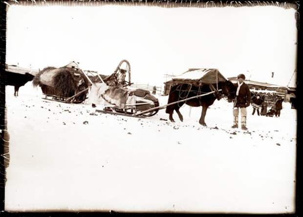 Запряженная лошадь. Ханты-Мансийский автономный округ, Нижневартовский район, село Ларьяк, 1913 год.