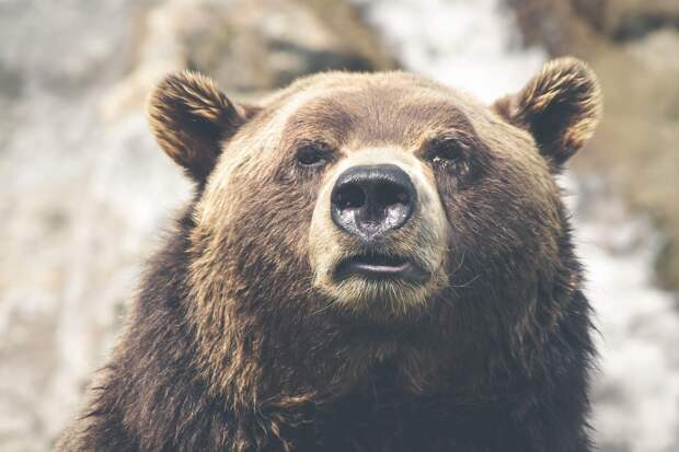 Жители США выбрали самого толстого бурого медведя
