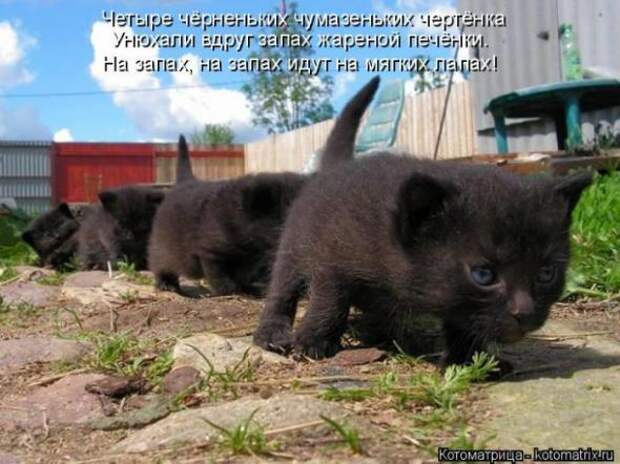 Котоматрицы(картинки с надписями)