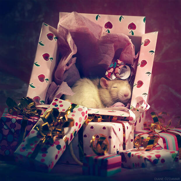 Сон в канун Рождества Оздамар, грызун, животные, крыса, портрет, проект, съемка, фото