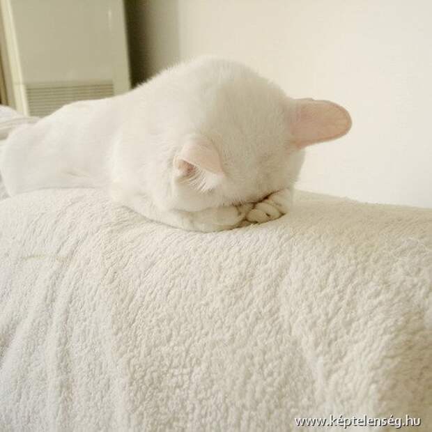 Cats Hiding