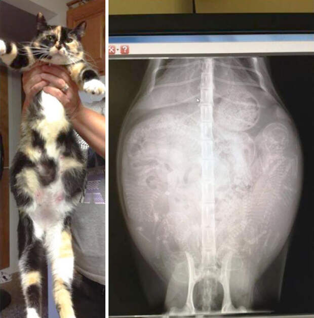 Pregnant Cat X-Ray