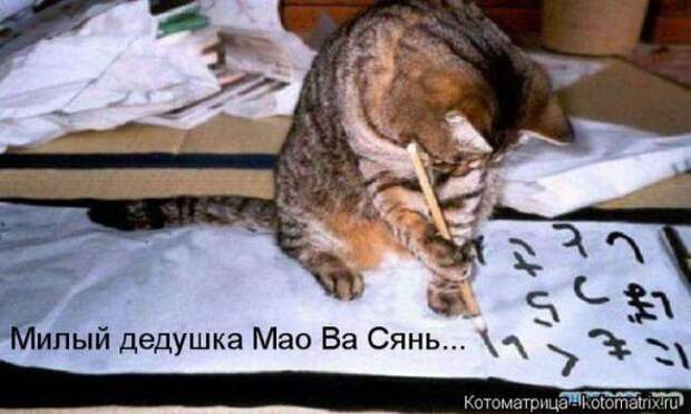 Котоматрицы(картинки с надписями)