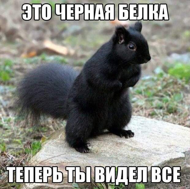 Смешные картинки с надписями прикол, юмор