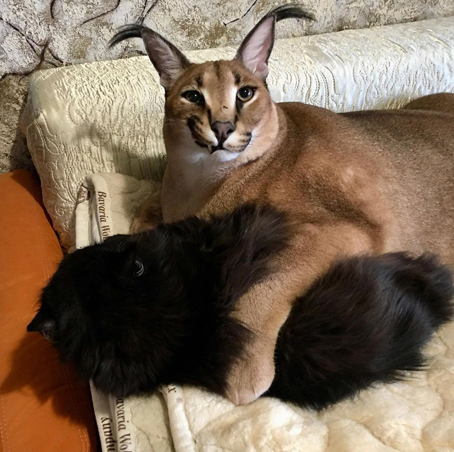 Кто же на самом деле этот кот Шлепа, самый популярный котомем? (ФОТО)
