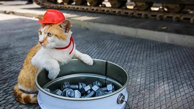 Символ Крымского моста кот Мостик нашел новую работу и переезжает
