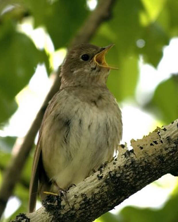 Как пение птиц влияет на человека?