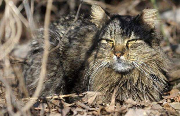 Боевые Коты... разное, животные