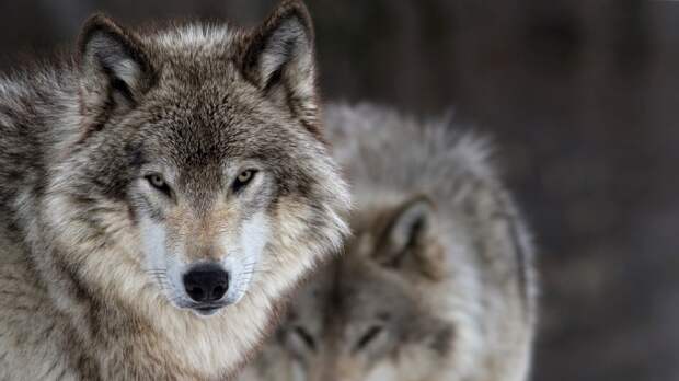 gray wolves