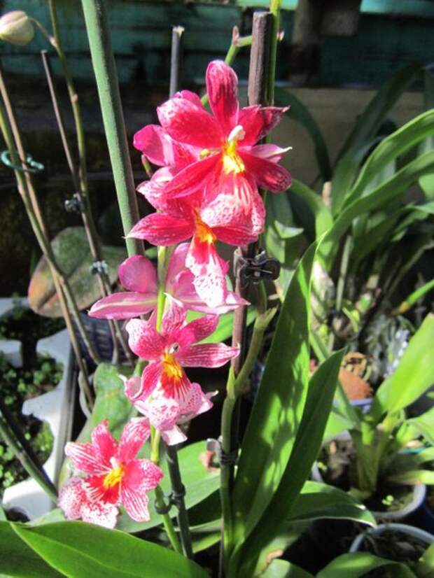 Орхидеи к 8 марта.