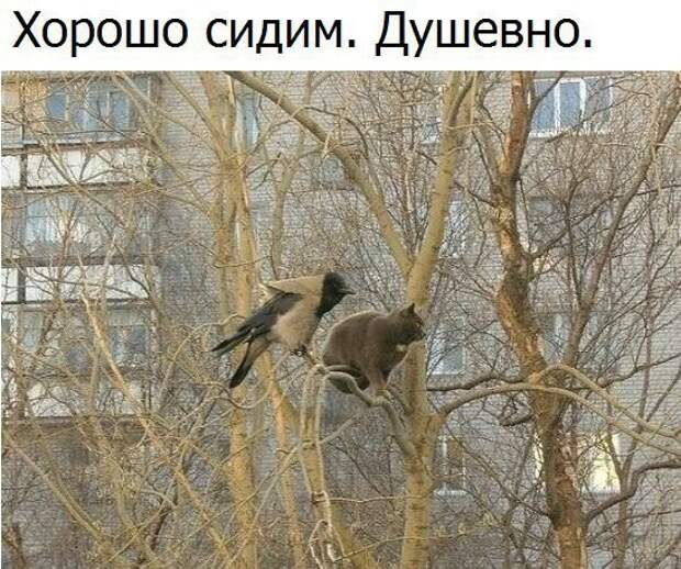 Смешные картинки с надписями прикол, юмор