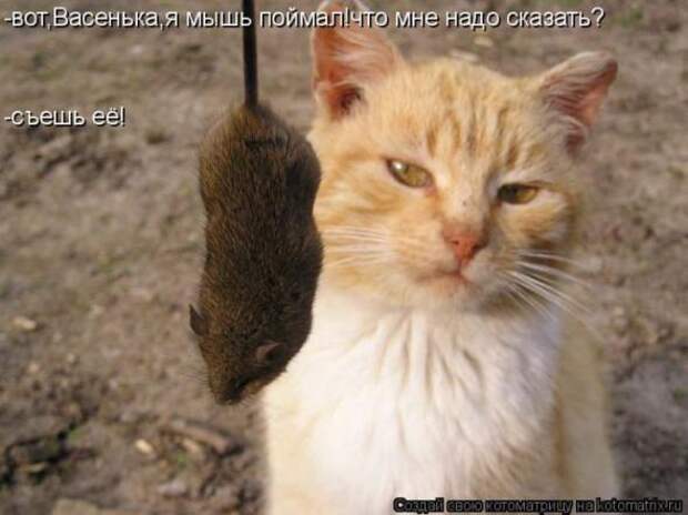 Котоматрицы(картинки с надписями)