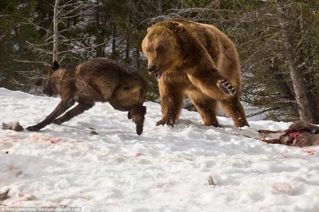 Медведь вступил в кровавую схватку со стаей волков ради туши оленя волк, животные, медведь, схватка
