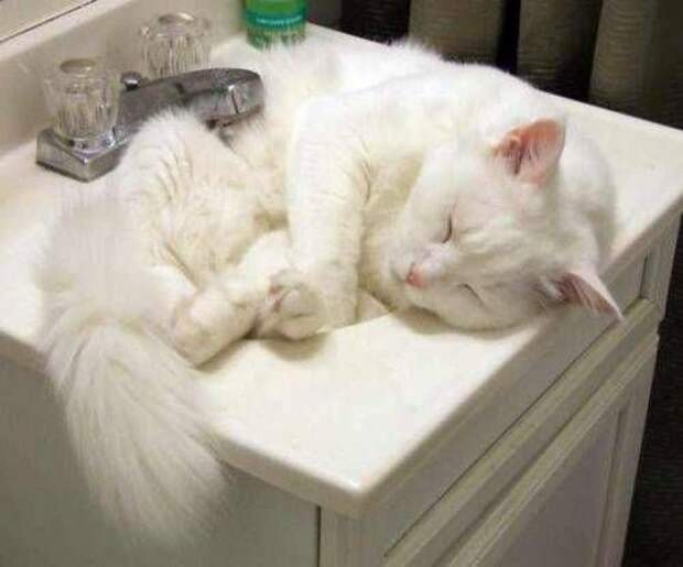 Котики которым все пофиг (12 фото)