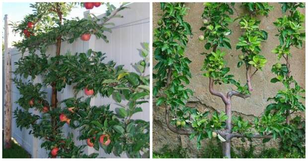 Уникальный метод выращивания фруктовых деревьев на шпалере, экономия места и богатый урожай