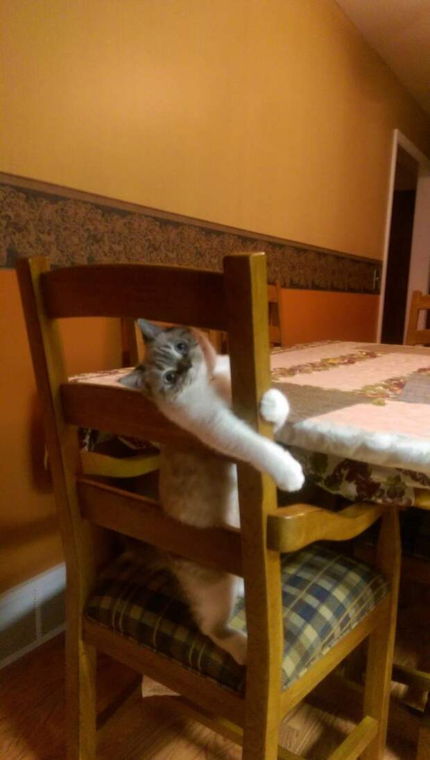 Смешные и забавные кошки
