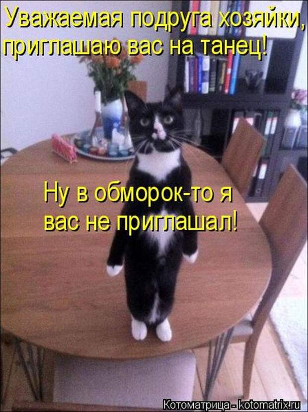 Лучшие котоматрицы недели (50 фото)