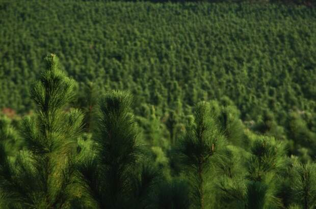 Pine trees, North Florida, Forest. UF/IFAS Photo: Thomas Wright.