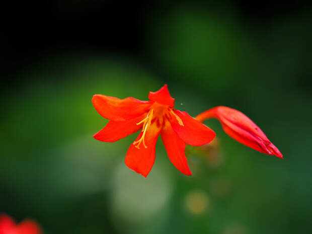 Ликорис красный или огненный (Lycoris sanguinea)