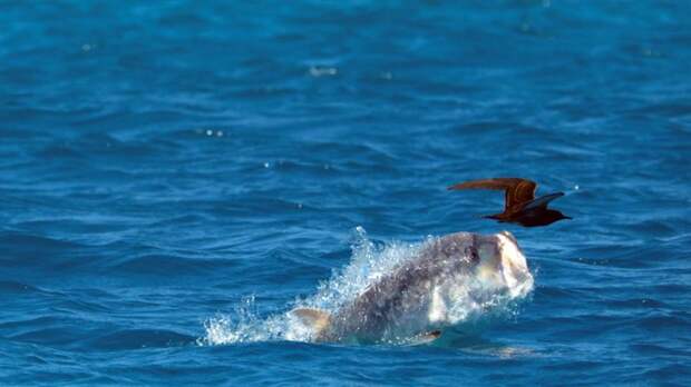 У Сейшельских островов засняли, как рыба поймала птицу в мире, животные, охота, природа, птицы, рыба, тревалли, удивительно