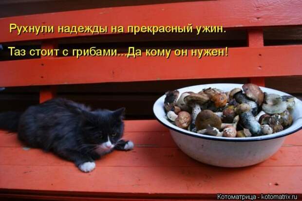 Самые лучшие котоматрицы прошедшей недели Самые лучшие котоматрицы прошедшей недели