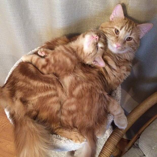 кот воспитывает котенка который на него похож 