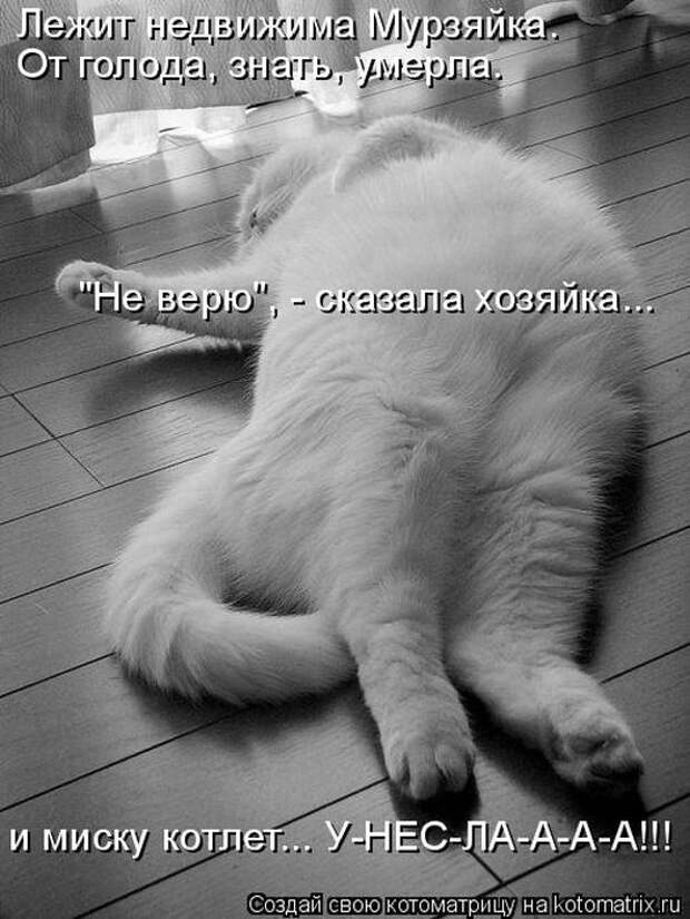 Лучшие котоматрицы недели (50 фото)