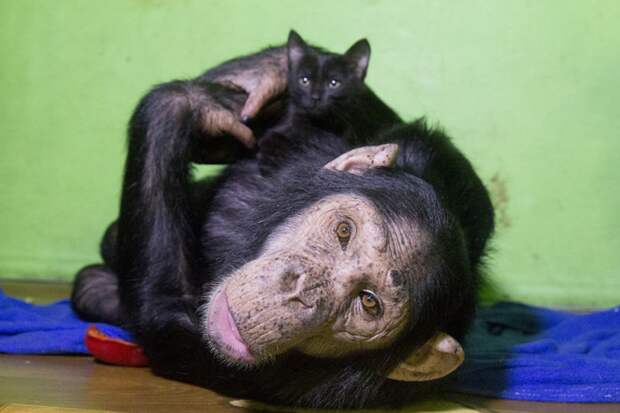 Все свое свободное время шимпанзе уделяет Норе Фото: Юлия ПЫХАЛОВА