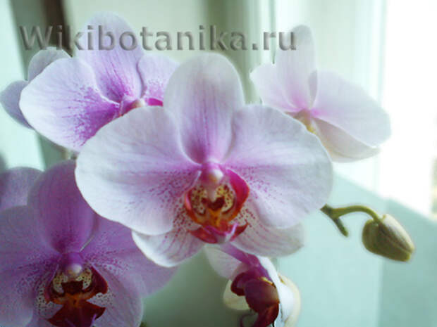 orchideya-menyet-cvet-03
