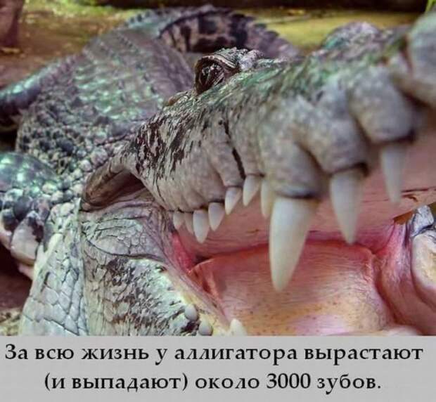 Интересные факты в картинках