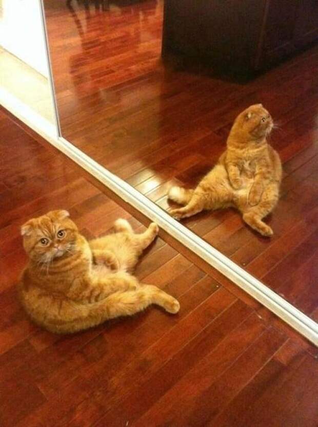 кот перед зеркалом
