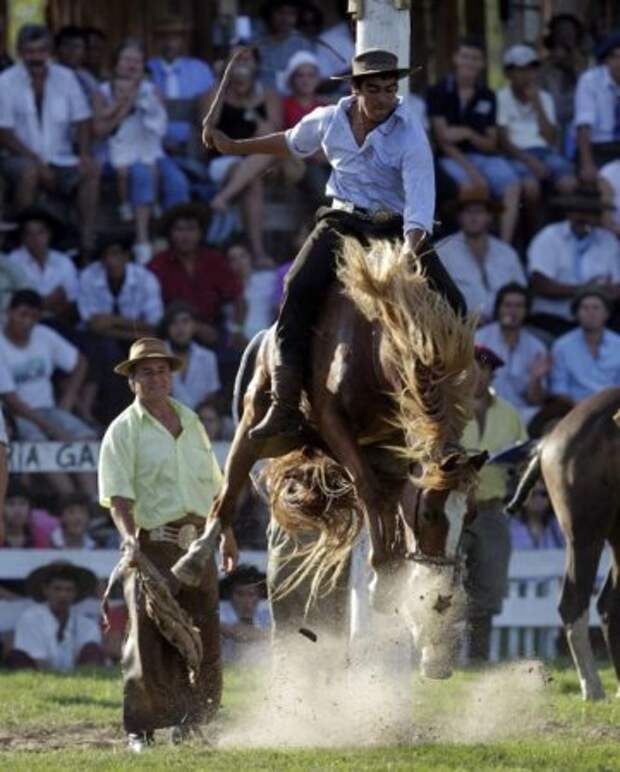 Укрощение необъезженных лошадей на ежегодном фестивале Патрия Гауча (Patria Gaucha)