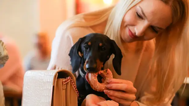 Юрист оценила предлагаемые меры о введении штрафов за жестокое обращение с животными