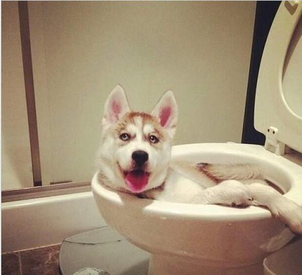 Когда им скучно Когда им скучно животные, факты, юмор