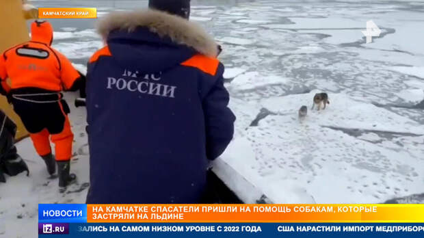 На Камчатке спасли собак, два дня дрейфовавших на льдине