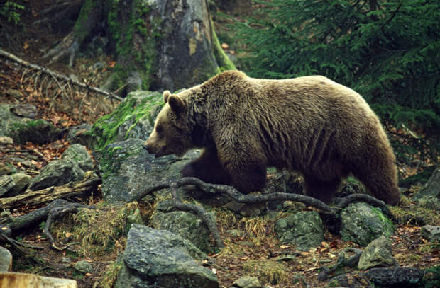 В России легализуют браконьерство. Можно будет убивать медведей во время спячки