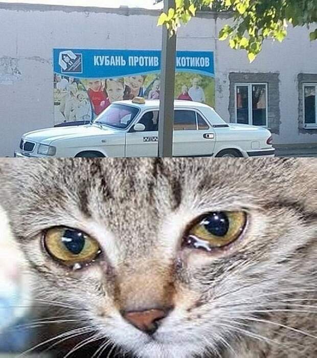 Не грустные картинки веселые картинки, фотографии, юмор