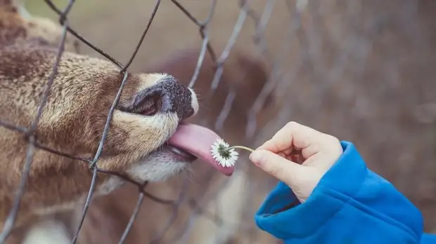 Координатор проектов WWF Дронова перечислила важные функции зоопарков
