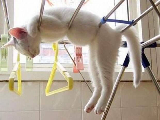 Котики которым все пофиг (12 фото)