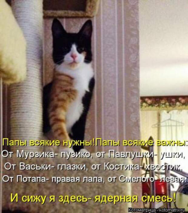 Котоматрицы(картинки с надписями)