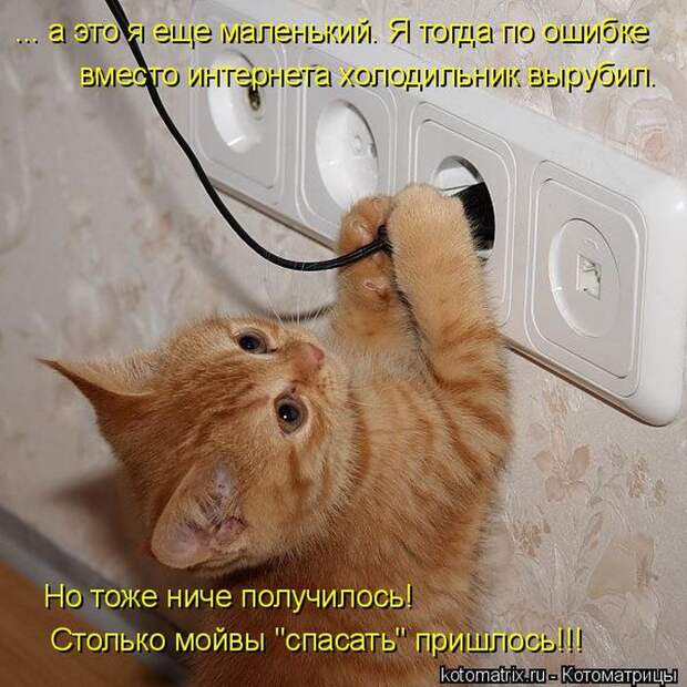 Лучшие котоматрицы недели (50 фото)